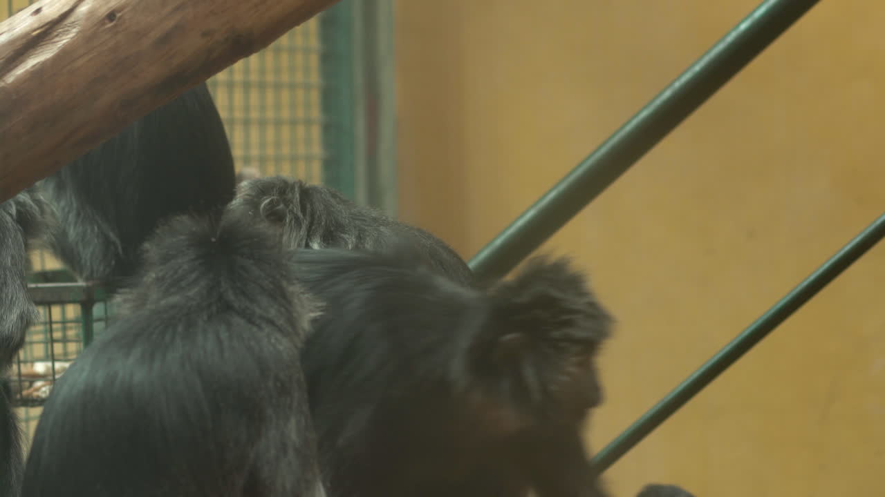 Little black monkeys sit in a fenced room and eat food