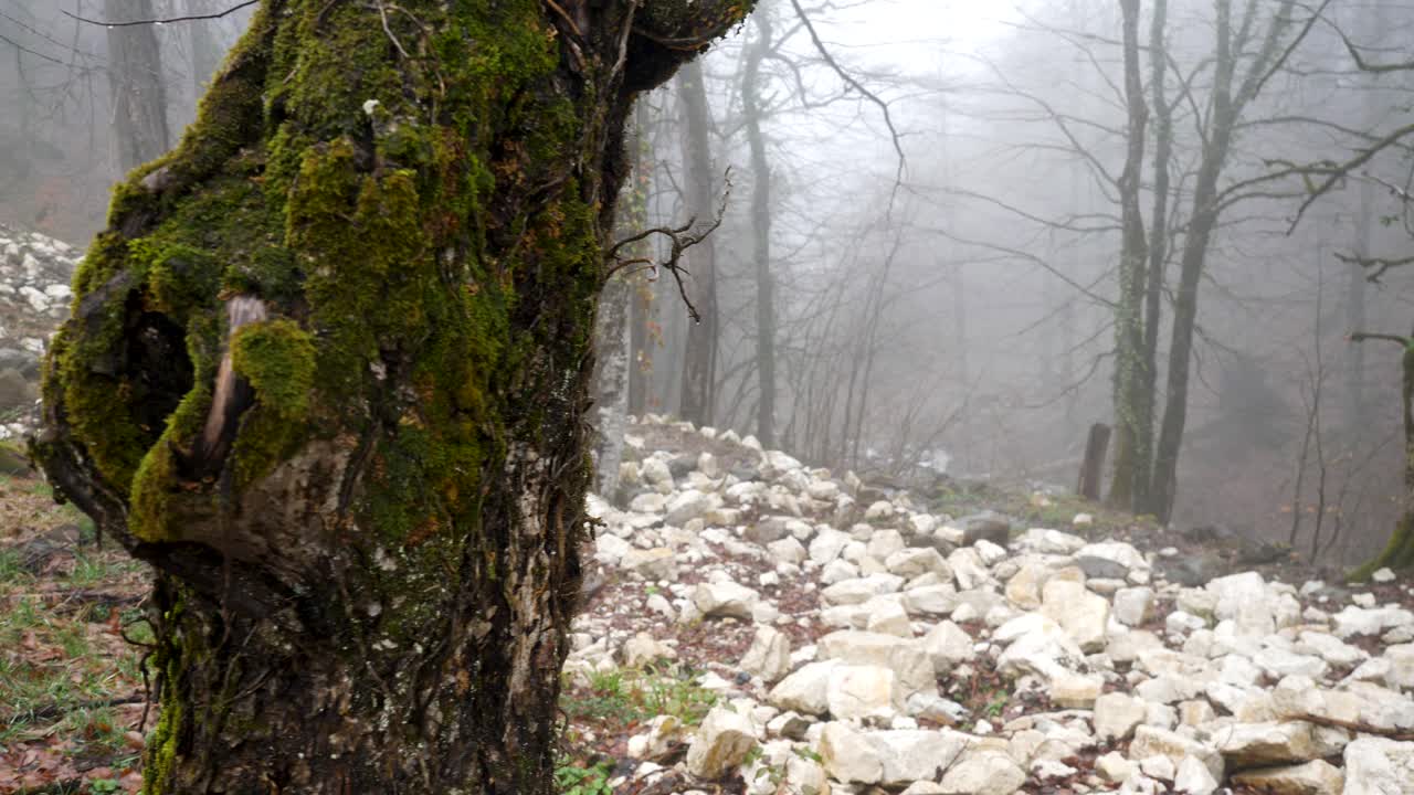 bosque nebuloso con árboles y rocas cubiertos de musgo