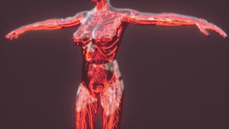 analysis of human anatomy scan showing blood circulation