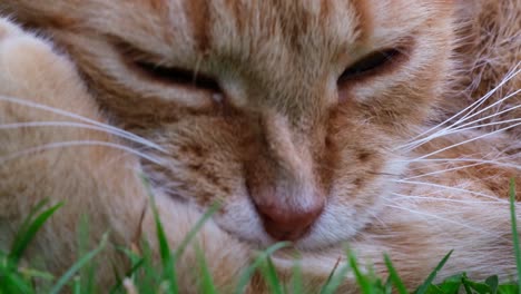 close up of head of orange - red haired cat lying in the grass performing its cleaning by licking and biting its paw and claws with closed eyes