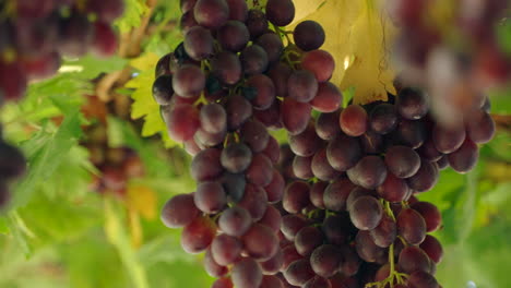 uvas rojas colgando con hojas