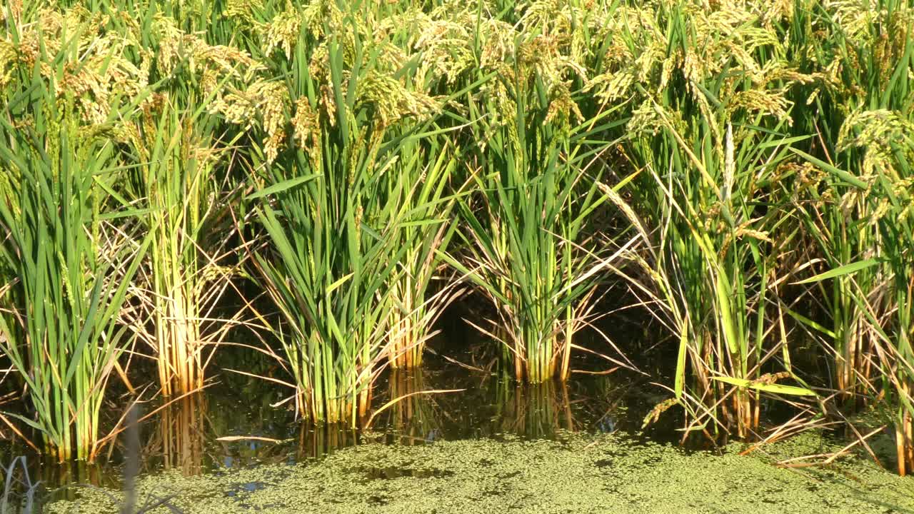 Et nærbillede af rismarkerne