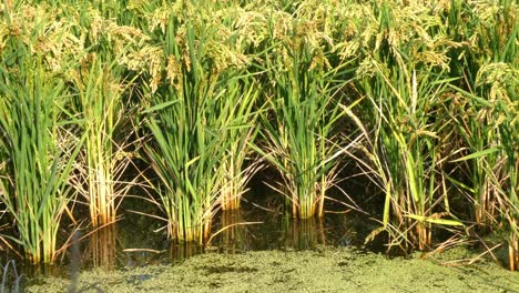 Una-Vista-De-Cerca-De-Los-Campos-De-Arroz