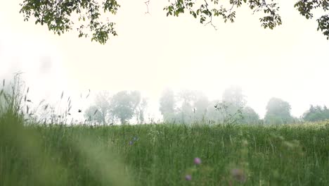 Flying-Birds-in-the-magical-foggy,-moody-Landscape