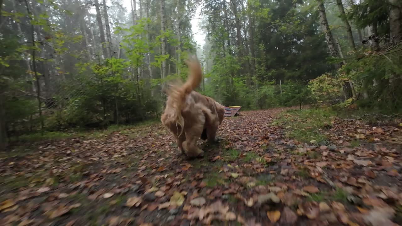 Dog running in a agility park