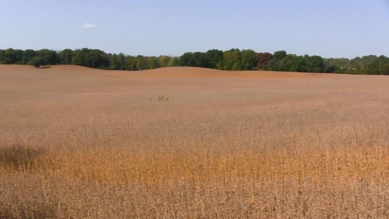 Panning from left to right over a rolling hillside of a crop that is ready for harvesting