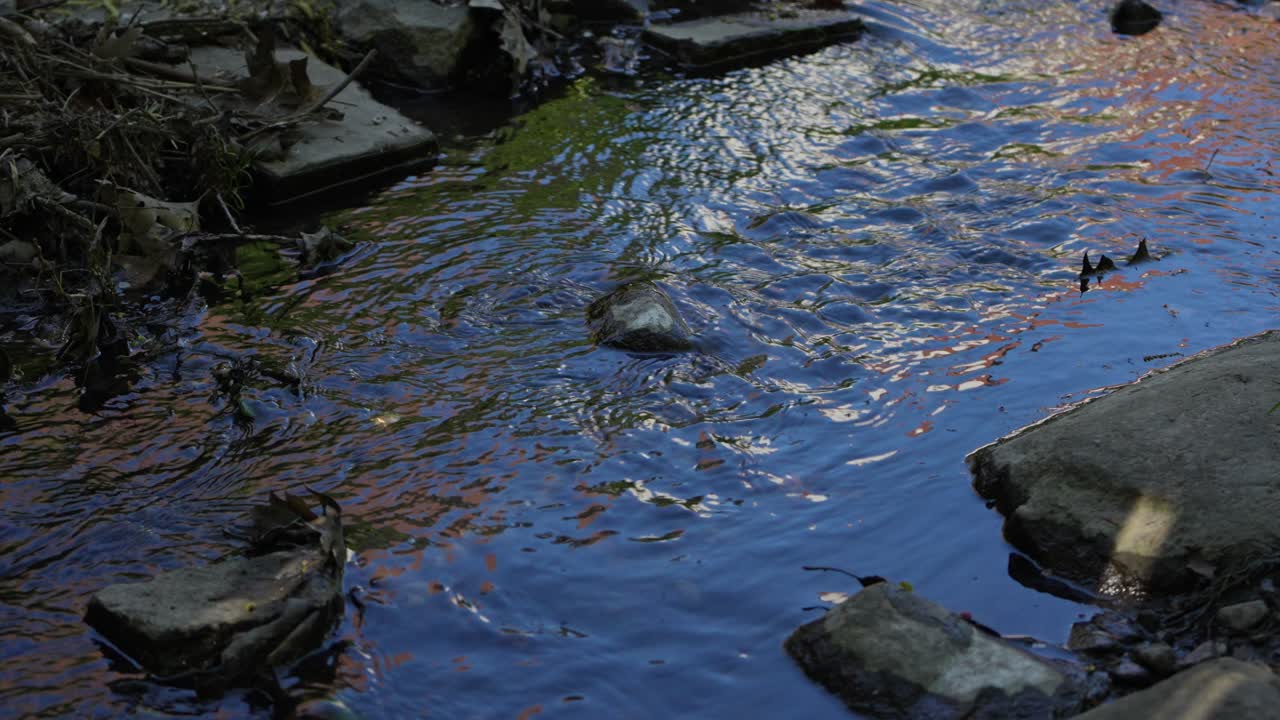 A clear stream flows gently between large stones with shimmering reflections in a forest park setting.