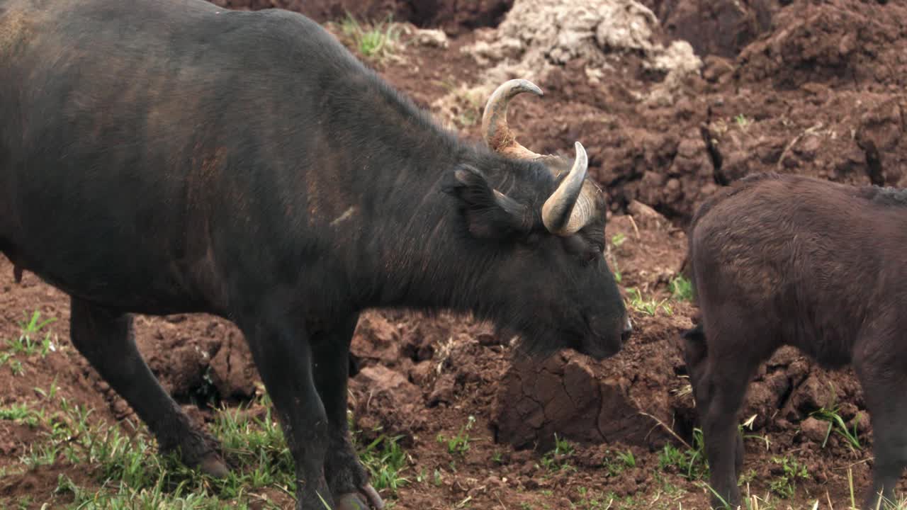 búfalo africano y su becerro en el parque nacional de aberdare, kenia