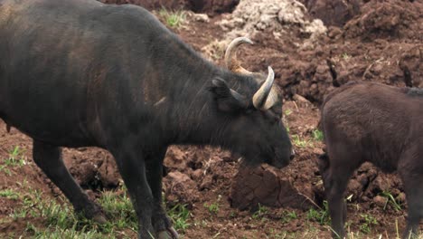 Búfalo-Africano-Y-Su-Cría-En-El-Parque-Nacional-Aberdare,-Kenia