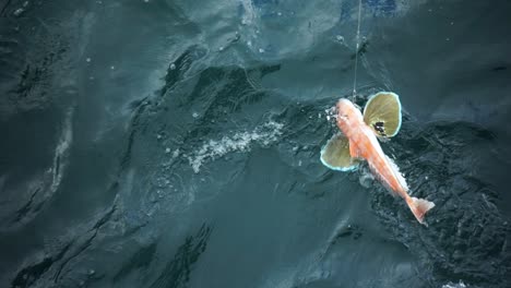 slowmo - red gurnard fish cought on hook in new zealand