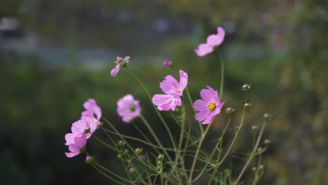 cosmos flowers with blurred background, slow motion shot