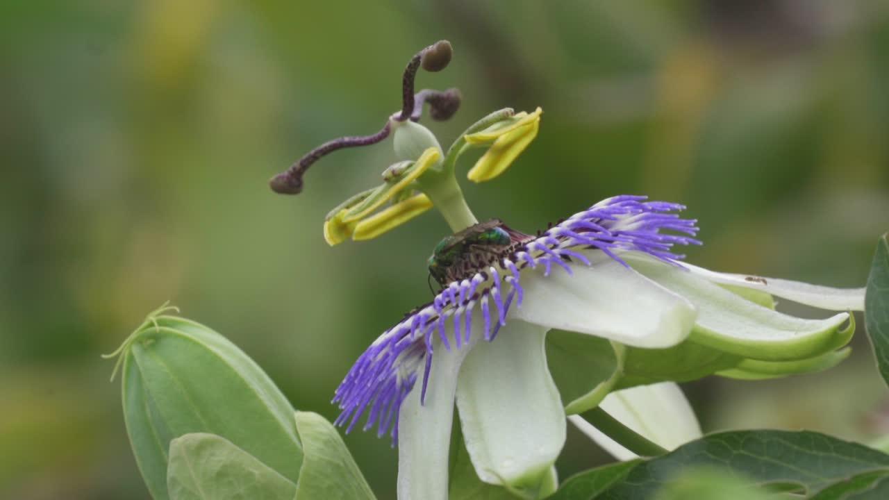primer plano de una avispa cuco verde nectaring sobre una flor de la pasión de la corona azul y luego volar lejos