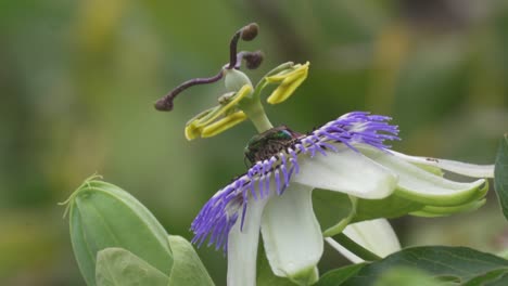 close up of a green cuckoo wasp nectaring over a blue crown passion flower then flying away