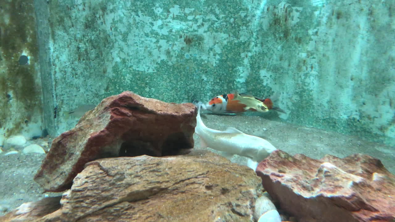Colorful carp fishes swimming in aquarium of fishe market