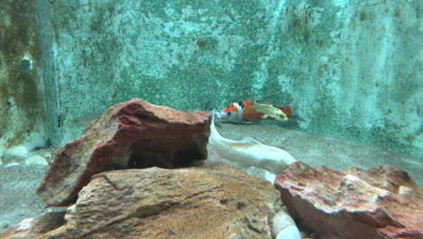colorful carp fishes swimming in aquarium of fishe market
