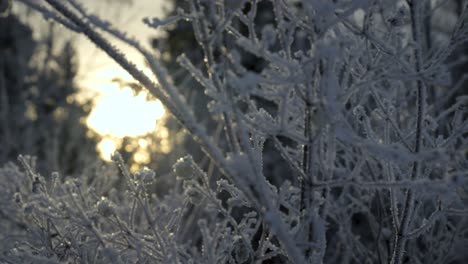 Traveling-on-a-snowy-tree-branch