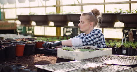 gardener working with flower sprouts in greenhouse