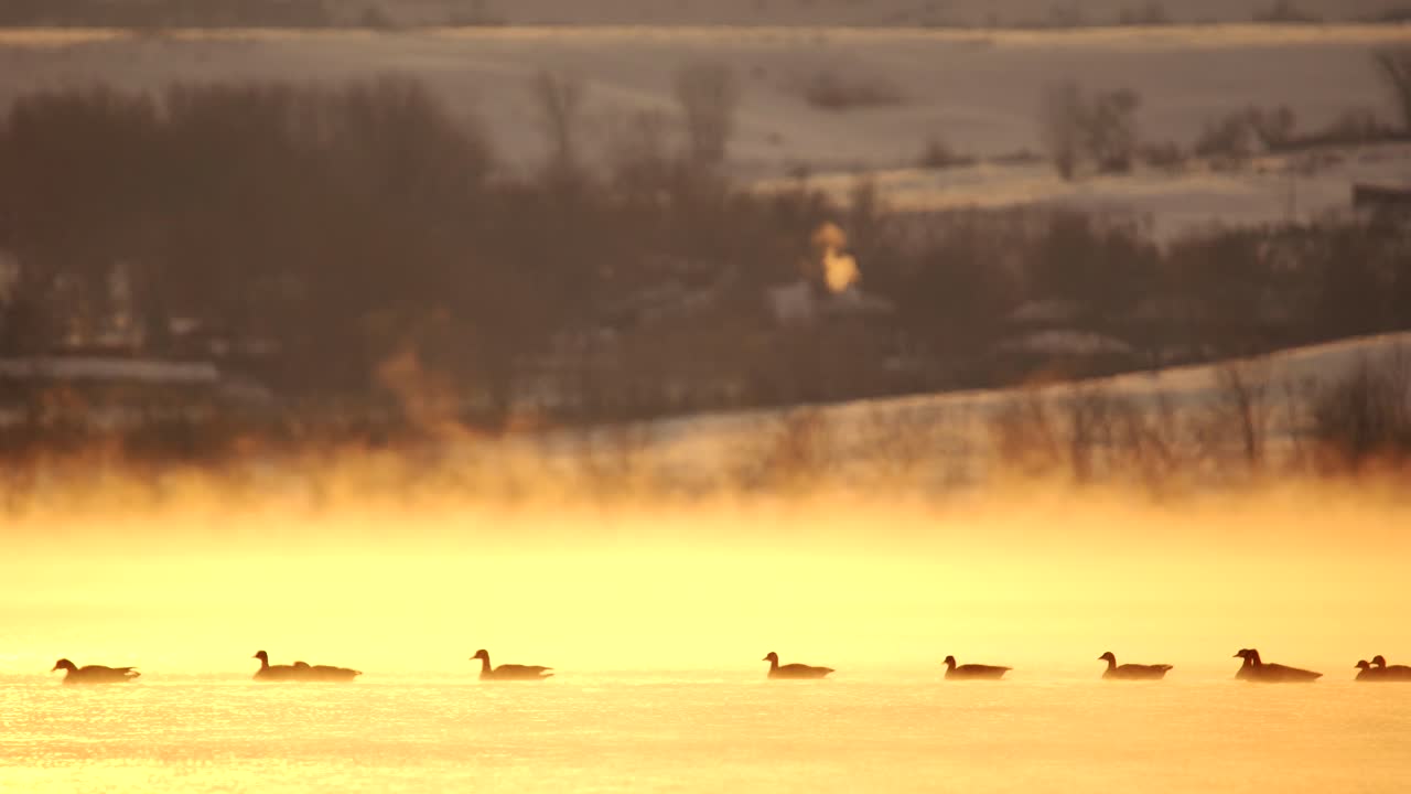 안개 낀 호수에서 수영하는 캐나다 기러기 떼