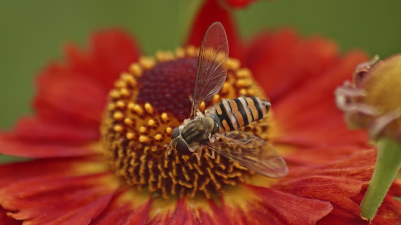 foto macro de una mosca flotante chupando néctar en una flor roja de helenio estornudando