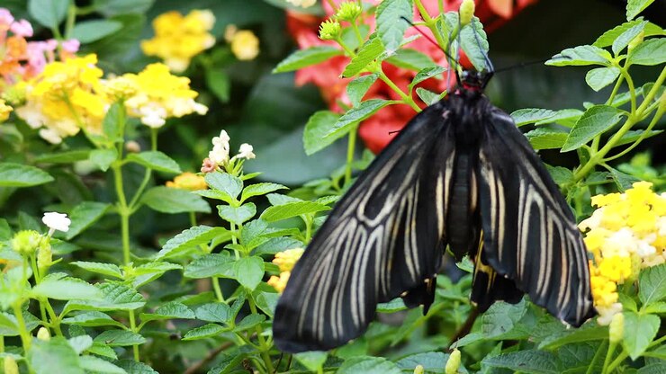 Farfalla posata su fiori colorati in un giardino