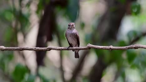 Der-Asiatische-Braunschnäpper-Ist-Ein-Kleiner-Sperlingsvogel,-Der-In-Japan,-Im-Himalaya-Und-In-Sibirien-Brütet