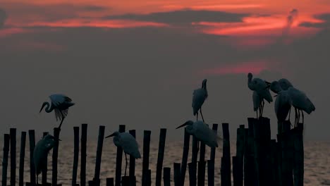 The-Great-Egret,-also-known-as-the-Common-Egret-or-the-Large-Egret