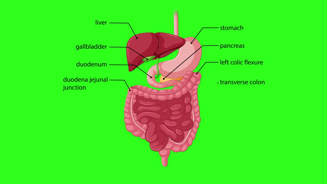 Animated human digestive system with sequential organ labeling, smooth transitions, and green background