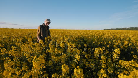 landwirt auf einem rapsfeld