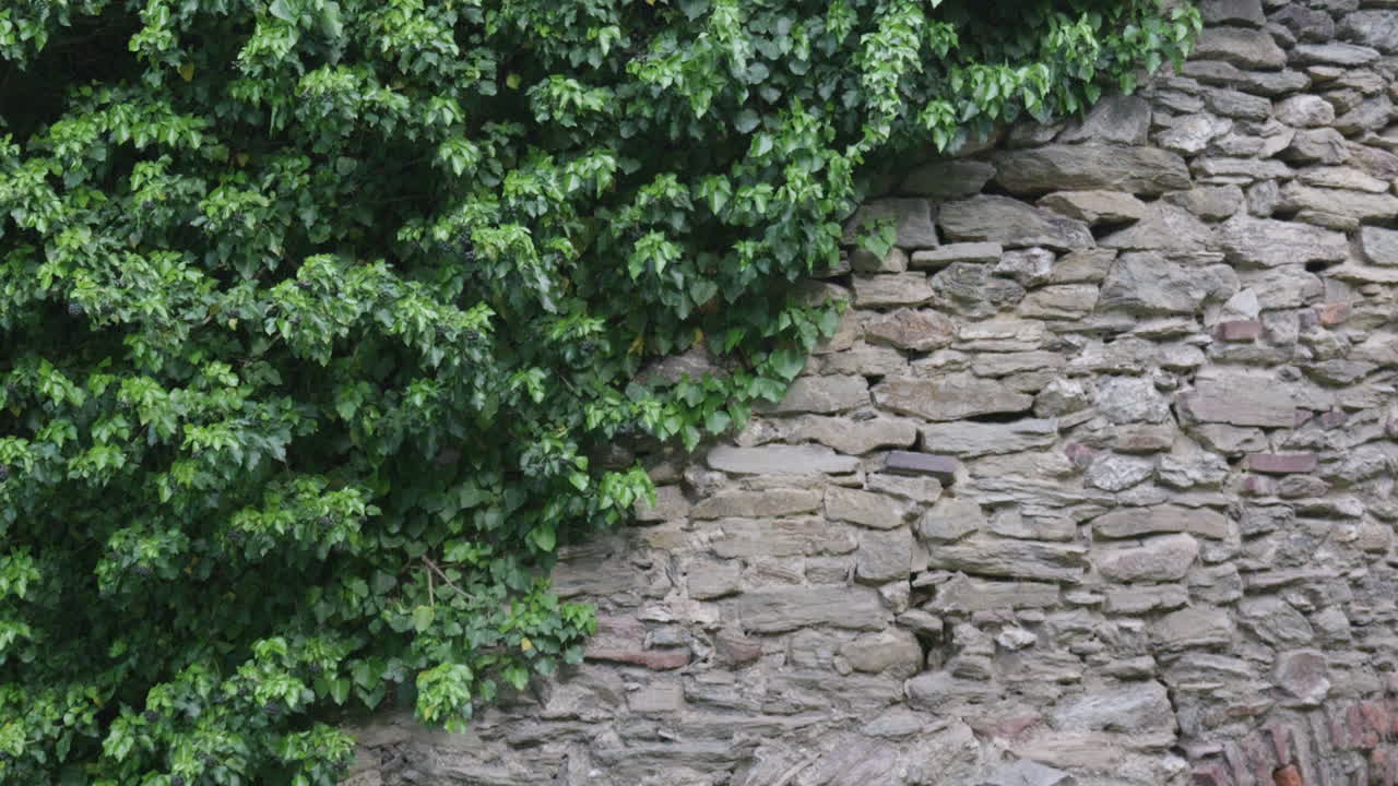 Ivy climbing across old stone wall