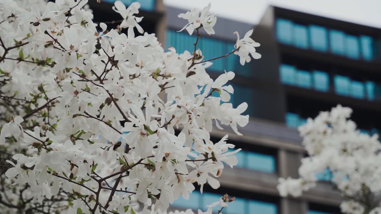 Medium shot of white flowers in front of a building