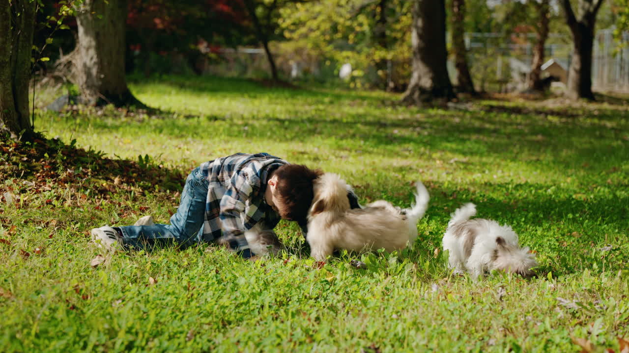 Boy playing with dogs in the park