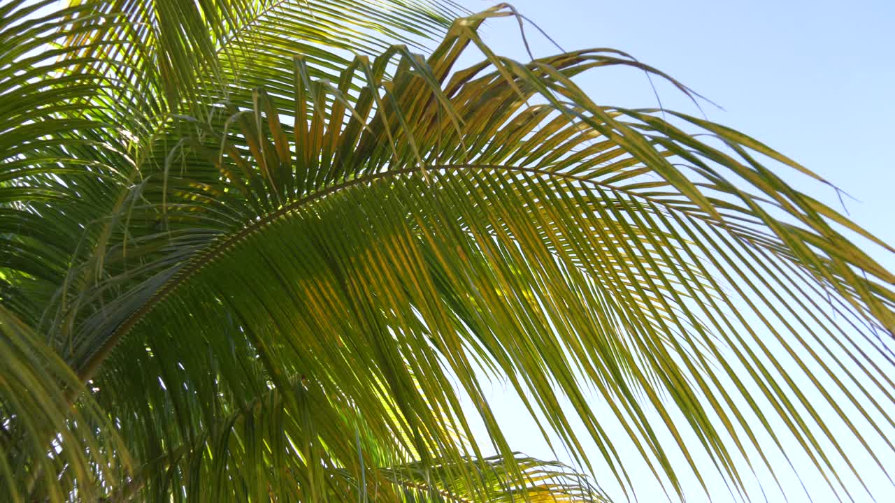 una hermosa hoja de palma