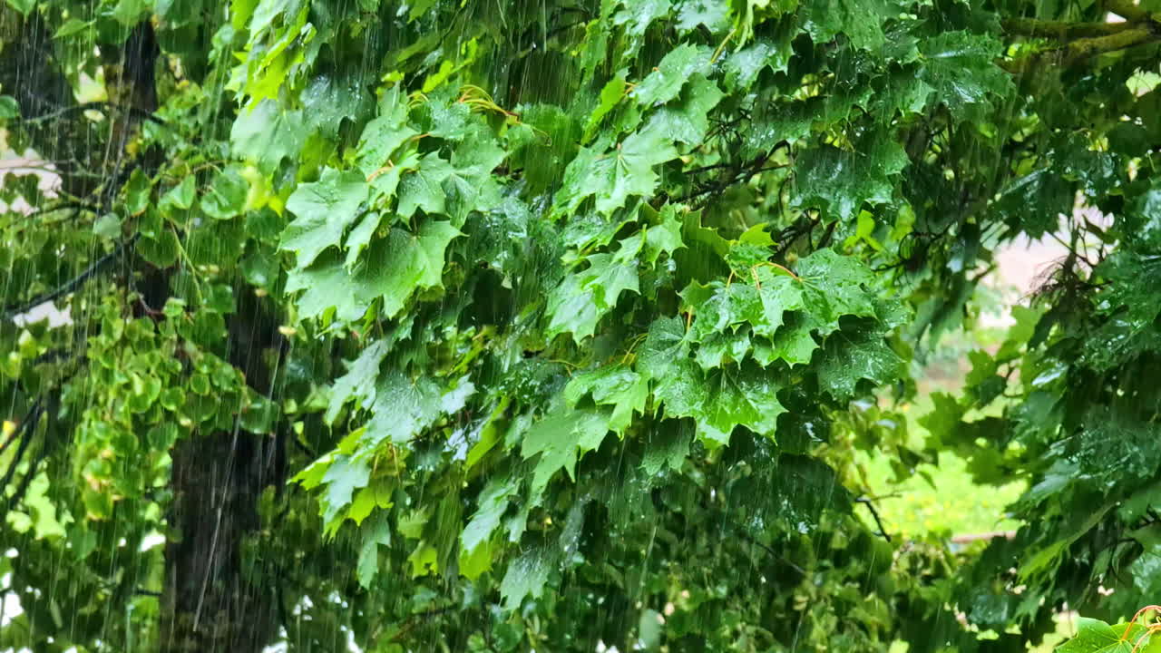 Una pioggia battente si riversa sulle foglie verdi di un acero reale.