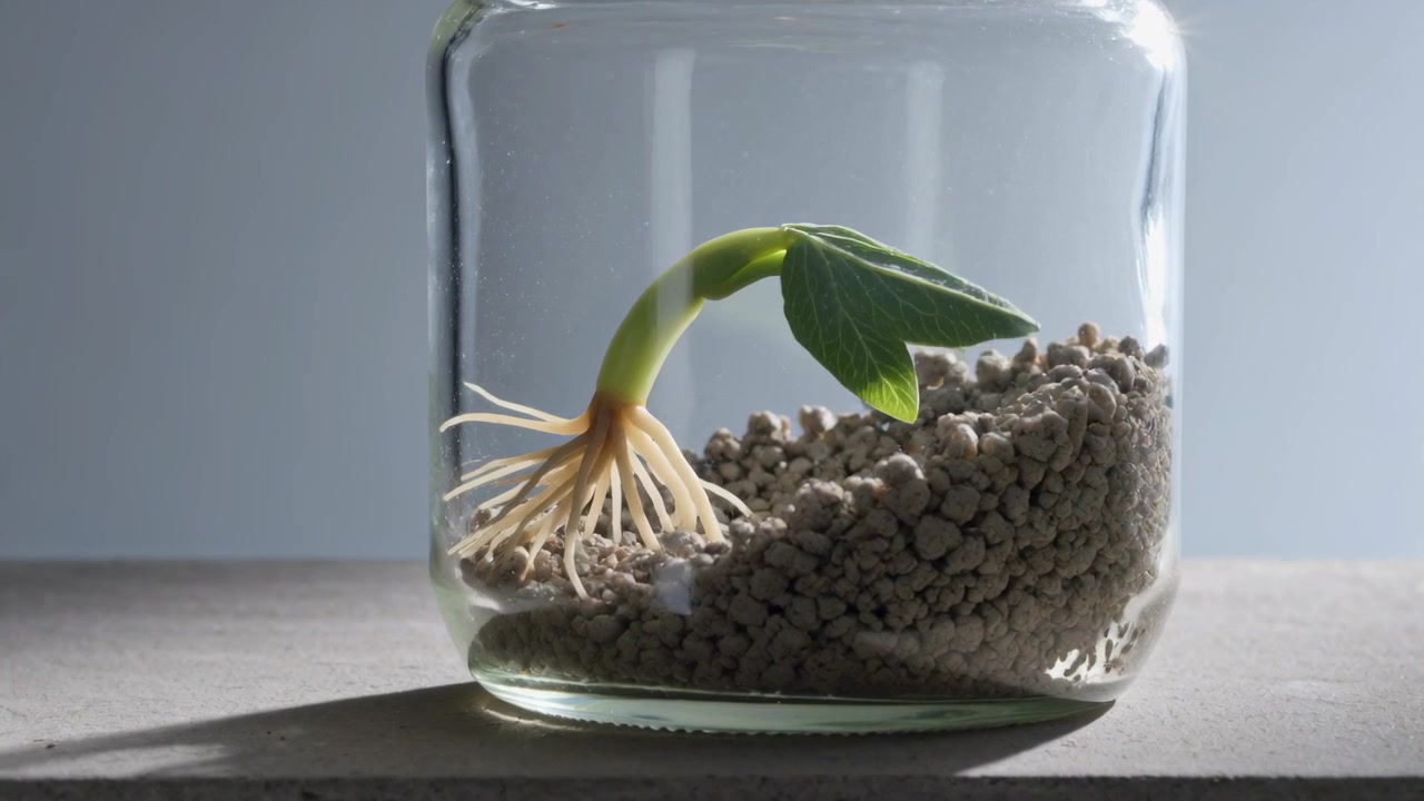 Growing seedling straightening shoot, reaching for left light in glass jar on ledge, showing roots