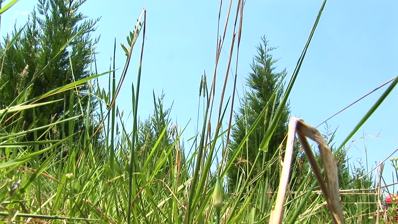 빨간 모어가 지나갈 때 풀이 무성한 들판의 웜시 뷰