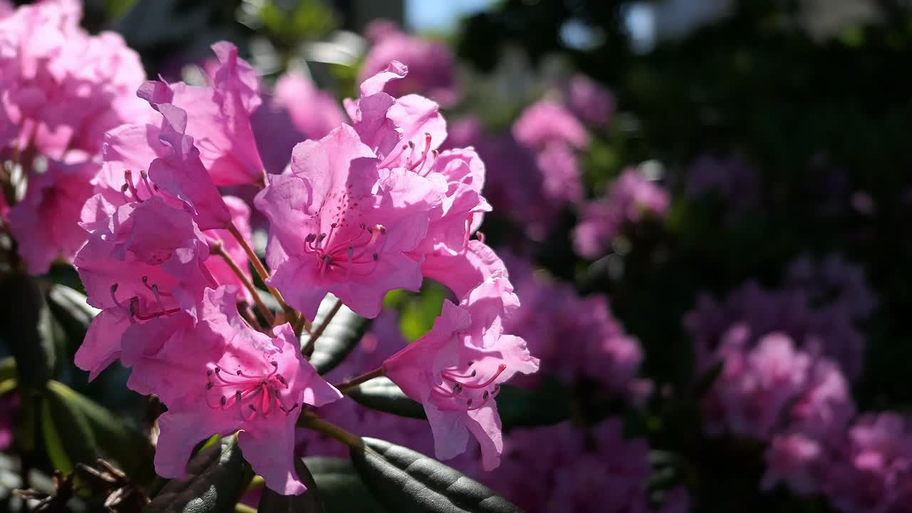 Pink Azalea flowers in garden in spring, play of light and shadows, close up