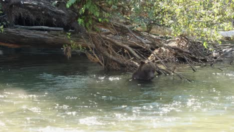 Grizzlybär-Sucht-Nach-Flusslachsen,-Die-Sich-Darunter-Verstecken