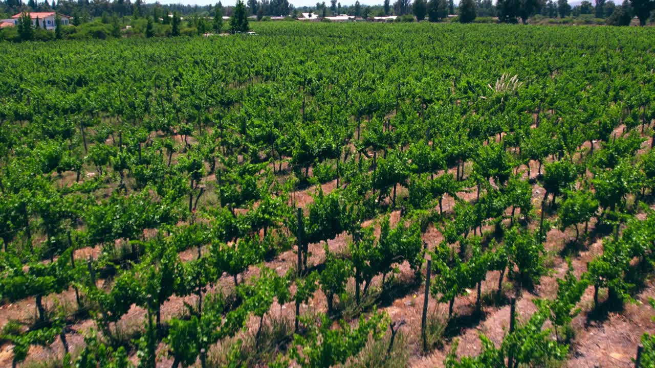 마이포 계곡에서 자라는 포도원의 상승 샷, 가뭄 동안 피르케