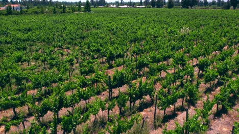 Tiro-Ascendente-De-Viñedos-Que-Crecen-En-El-Valle-Del-Maipo,-Pirque-Durante-Una-Sequía