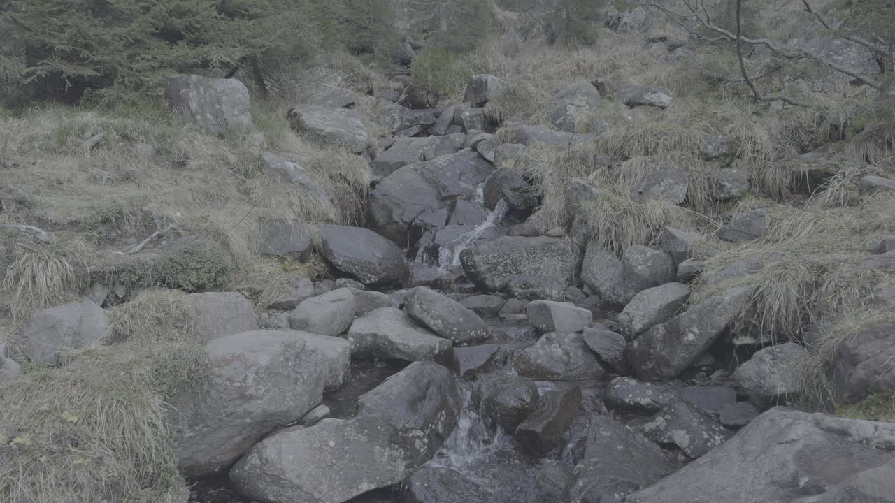 Mountain Stream in Forest