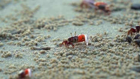 Male-sand-fiddler-crab-sipping-and-consuming-micronutrients,-forming-small-sand-pellets,-waving-its-enlarged-claw-and-moving-sideways-on-the-sandy-beach,-close-up-shot