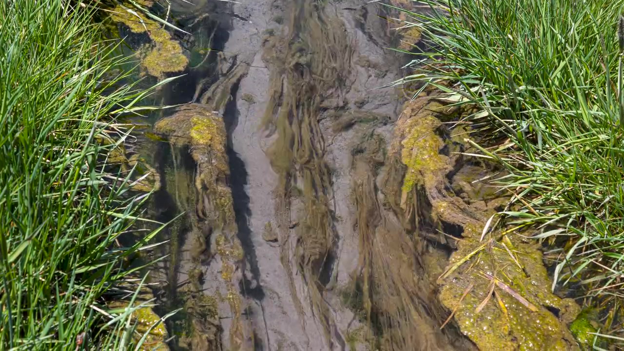 Primo piano statico di muschio verde e alghe in un piccolo ruscello che scorre, circondato dall'erba vicino a Crested Butte