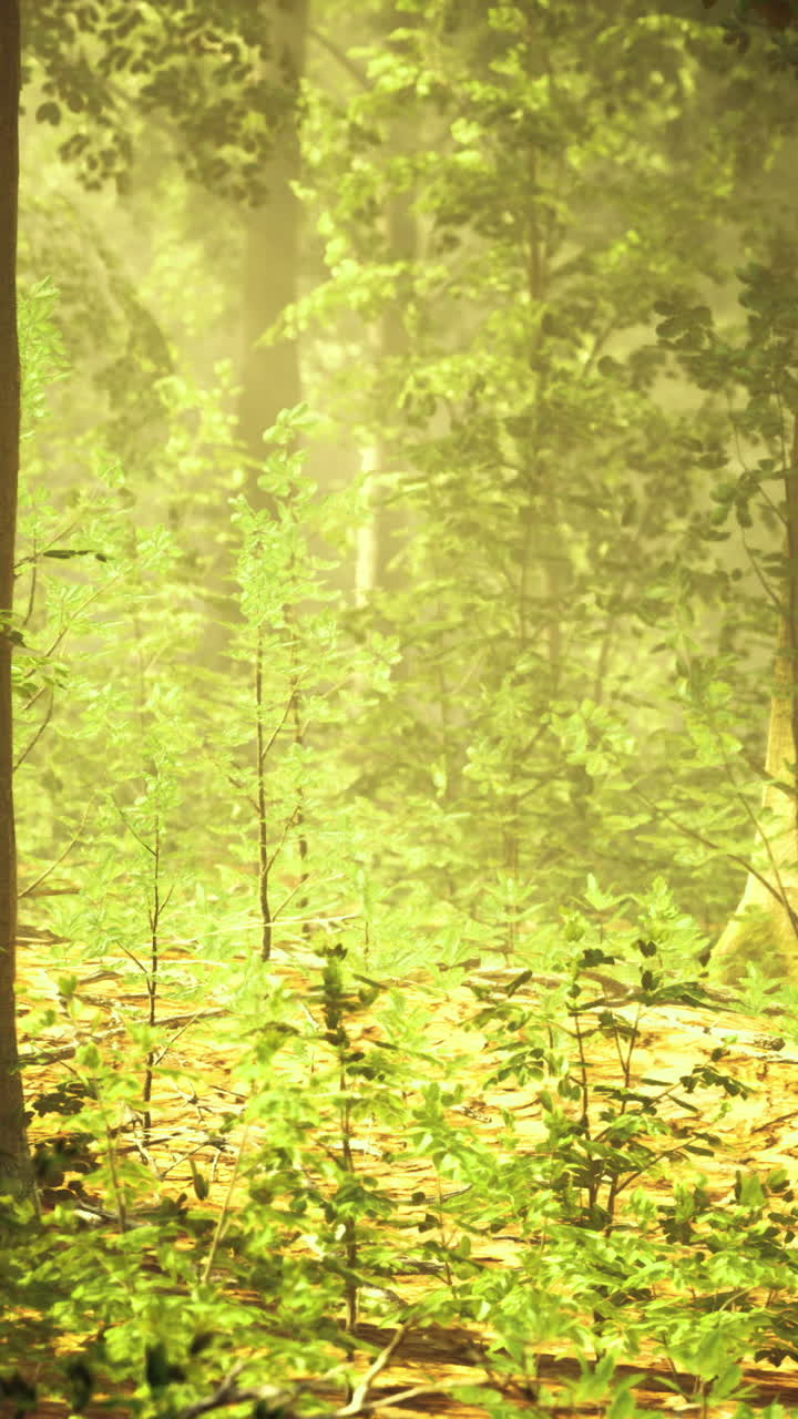 Sunlight streaming through trees in a dense forest setting