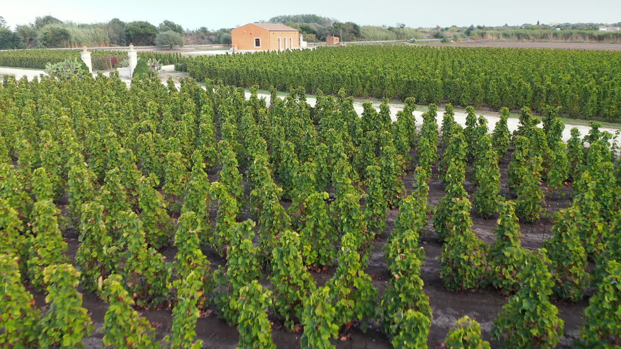 volando sobre viñedos verdes durante el día con una casa de campo en la distancia en sicilia, italia