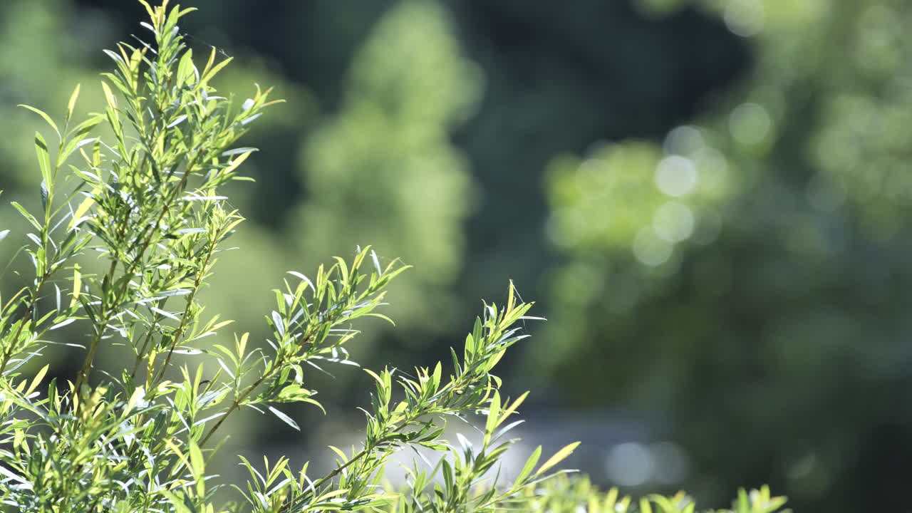 초록색 가지 식물과 배경 프랑스의 흐릿한 숲