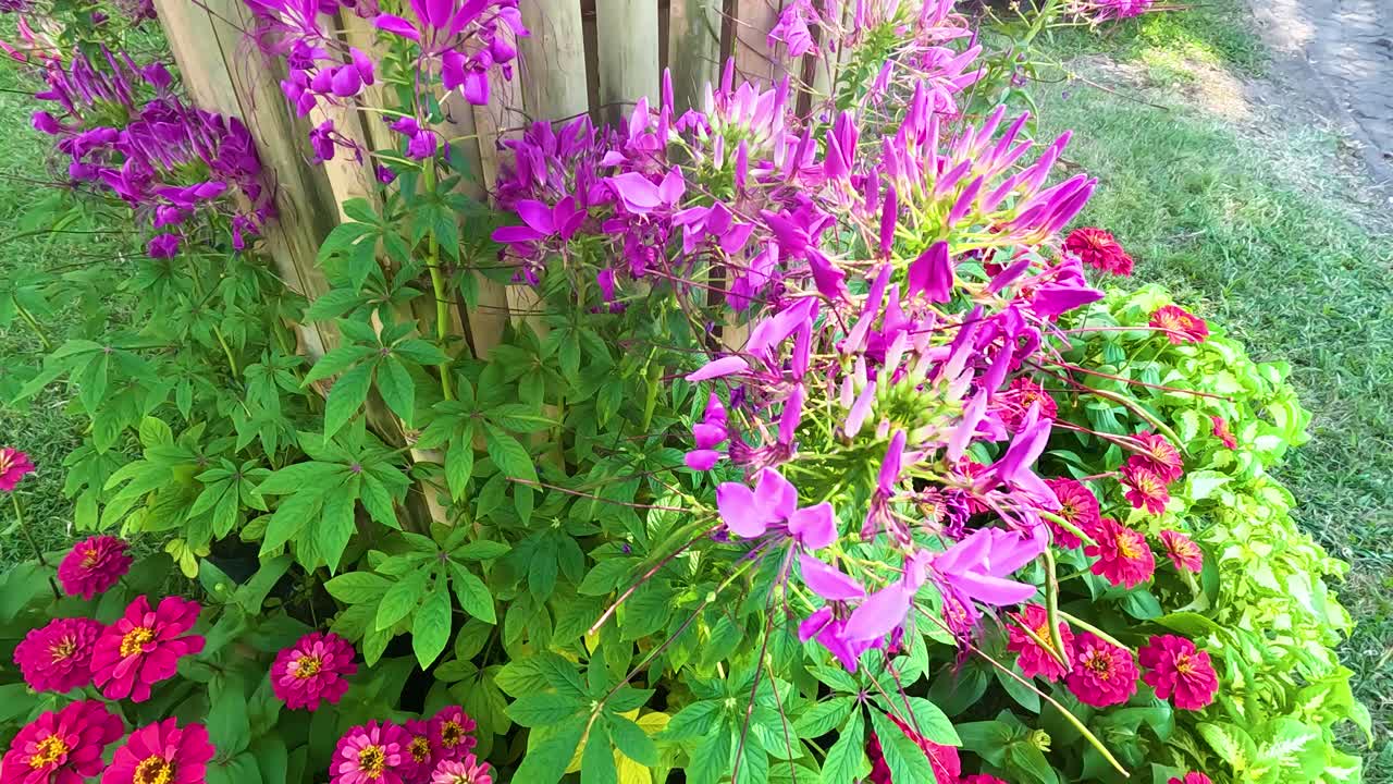 라마 9 공원 (rama 9 park) 의 다채로운 잔디나무와 초록색