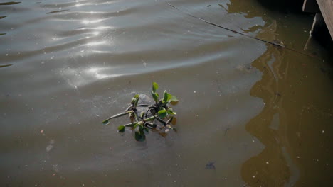 Small-cluster-of-aquatic-plants-floating-in-calm,-murky-water-near-a-wooden-structure