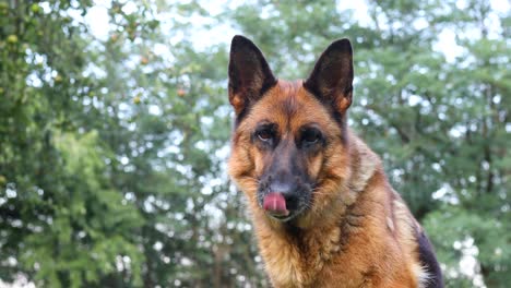 Cinematic footage of a German Shepherd dog licking its nose on a bright and sunny day while looking directly at the camera