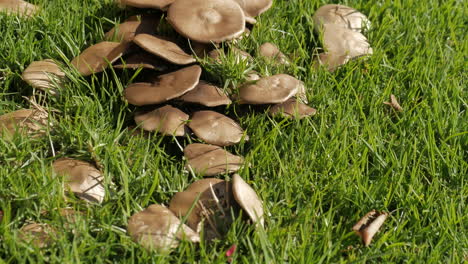 Pilze-Wachsen-Auf-Dem-Rasen-Eines-Vorstadtgrundstücks