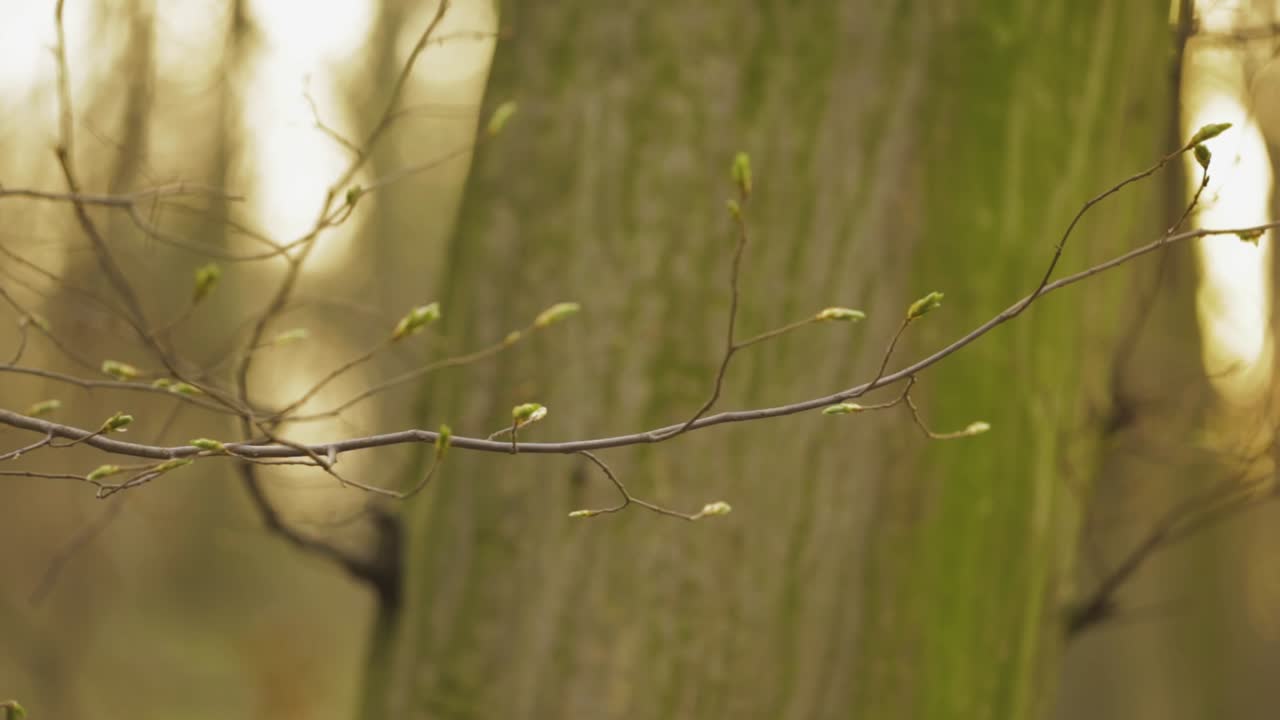 Tiny Tree Buds Sprouting On The Small Tree Twig With Huge Trunk In The Background - selective focus trucking shot